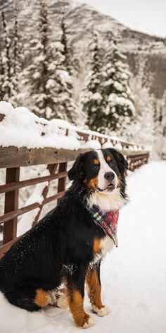 a dog sitting in the snow next to a fence