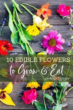 flowers with the title 10 edible flowers to grow and eat