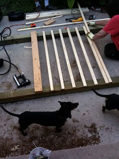 two small black dogs standing next to each other on top of a wooden flooring board