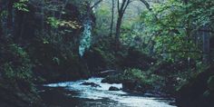 a river running through a lush green forest