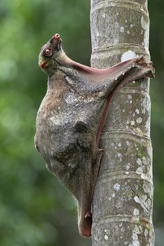 a small animal climbing up the side of a tree trunk with it's mouth open