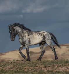 a black and white horse walking across a grass covered field with hills in the background