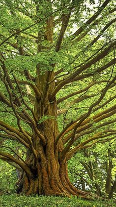 an old tree in the middle of a forest with green leaves on it's branches