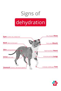 the anatomy of a dog's body and its corresponding parts, including their names