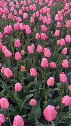 many pink tulips are growing in the field