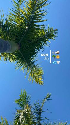 the top of a palm tree in front of a blue sky with sun days stickers on it