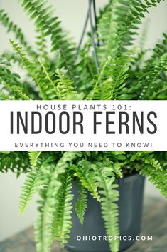 a potted fern plant with the text house plants 101 indoor ferns everything you need to know