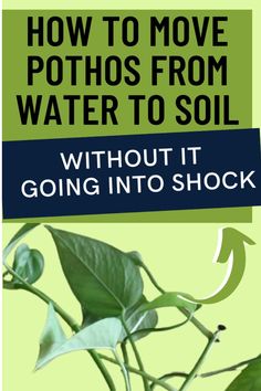 a plant with the words how to move photos from water to soil without going into shock