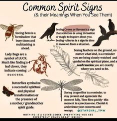 Animal Meanings, Spirit Signs, Witch Tips, Magia Das Ervas, Animal Spirit Guides, Wiccan Spell Book