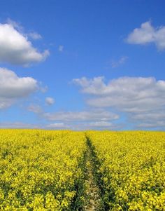 a field full of yellow flowers under a blue sky with white clouds in the background