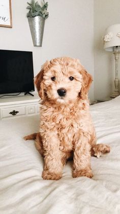 a small brown dog sitting on top of a bed next to a white dresser and lamp