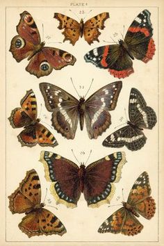 an old book with many different butterflies on it