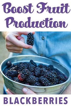 a person holding a bowl full of blackberries with the words best fruit production on it