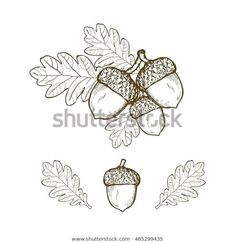 an acorn tree branch with leaves and acorns hand drawn illustration on white background