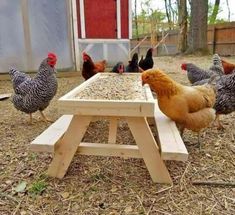 several chickens are standing around a picnic table