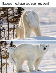 two polar bears standing next to each other in the snow with caption that reads,'hast du meinen son irgenwo gessen? gesher? i eiche hin lind inn nich