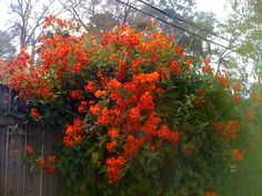 an orange flowering bush on the side of a wooden fence with trees in the background