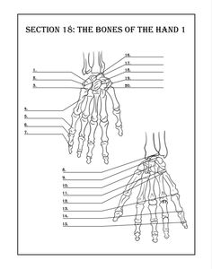 the bones of the hand and their corresponding parts are shown in this coloring book page