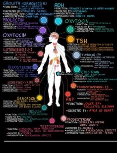 the human body and its major functions in each part of the body, including organs