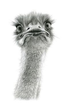 an ostrich's head is shown in this black and white drawing by person