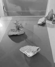 two rocks and a plant on a table in a room with glass walls, black and white photograph