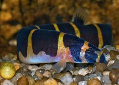 a fish that is sitting on some rocks