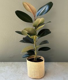 a potted plant sitting on top of a table next to a white wall and floor