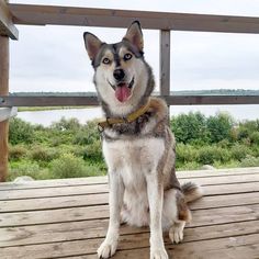 a husky dog sitting on a deck with his tongue hanging out and looking at the camera