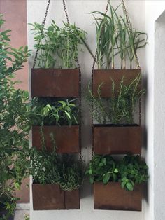 several hanging planters filled with green plants on a white wall next to a potted plant