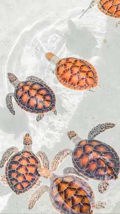 three turtles swimming in the water together