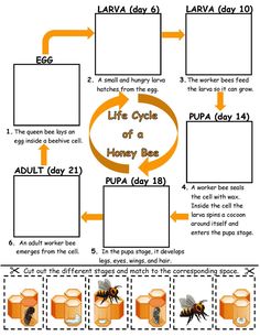 the life cycle of a honey bee diagram with pictures and instructions for each stage in it