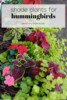 some plants that are in the dirt with text overlay saying shade plants for hummingbirds