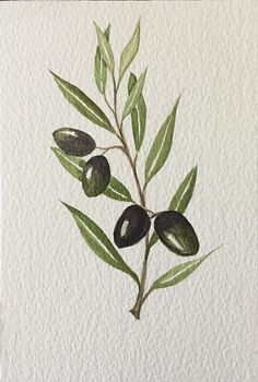 an olive branch with green leaves is shown in this watercolor painting on white paper