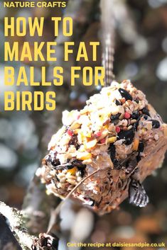 Feeding Birds In Winter Ideas, Birds Activities, Feeding Birds In Winter, Suet Recipe, Pie Balls, Bird Suet, Garden Crafts For Kids