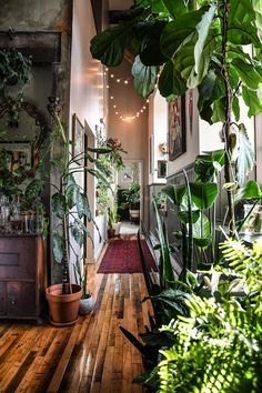 the instagram page on instagram com shows an image of a hallway with plants