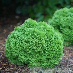 two moss balls sitting on the ground next to each other