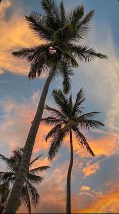 two palm trees are silhouetted against an orange and blue sky