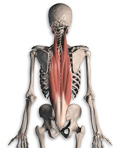 the muscles are highlighted in this image