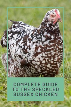 the complete guide to the speckled suisex chicken is shown in front of green grass