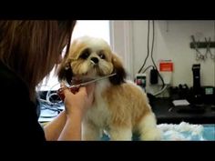 a woman brushing her dog's teeth with a comb