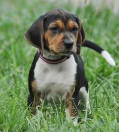 a small brown and black dog standing on top of a lush green field