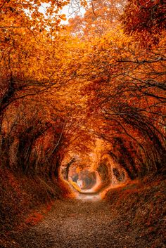 an empty road surrounded by lots of trees with red leaves on the ground and one person walking in the middle