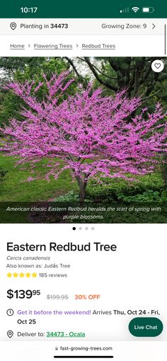 an image of a tree with purple flowers on it and the words eastern redbud tree