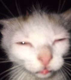 a close up of a cat with it's eyes closed and one eye open