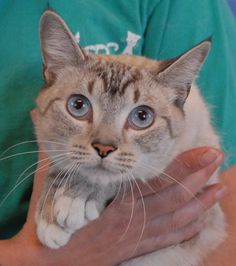 a close up of a person holding a cat with blue eyes and whiskers