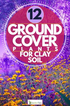 a field with flowers and the words ground cover plants for clay soil in front of it