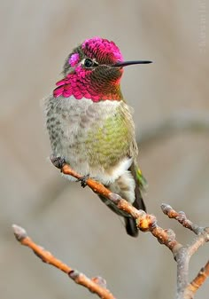 a hummingbird perched on a tree branch with pink and green feathers in the foreground