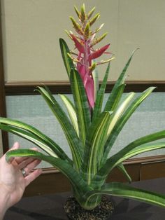 a plant with green leaves and pink flowers in a pot on a table next to a person's hand