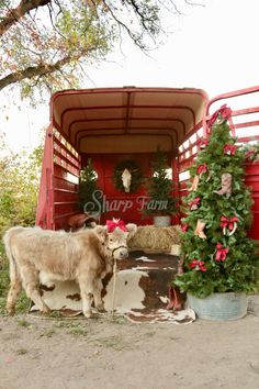 a cow standing in the doorway of a red truck with christmas wreaths on it