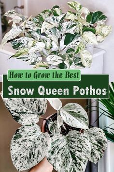 how to grow the best snow queen pothos